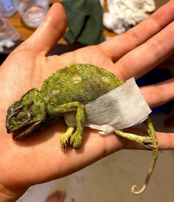 Mediterranean chameleon bitten by cat. Photo: Rona Nadler, KKL-JNF Photo